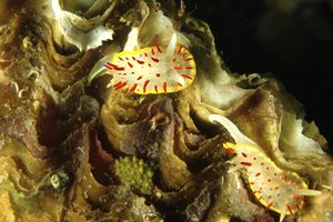 Doride dalle papille rosse (Diaphorodoris papillata)