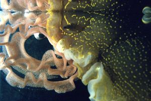 Doride dipinto (Hypselodoris picta)