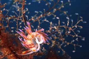 Cratena (Cratena peregrina)