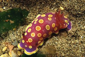 Cromodoride a pois gialli (Chromodoris luteorosea)