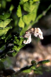 Cavalluccio marino (Hippocampus n.d.)