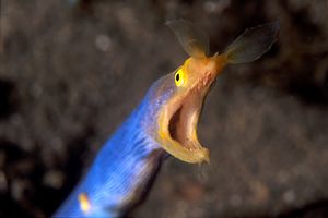 Murena a nastro (Rhinomuraena quaesita)