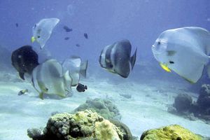 Pesce pipistrello (Platax orbicularis)