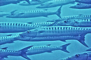 Barracuda pinna nera (Sphyraena qenie)