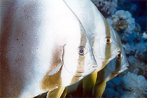 Pesce pipistrello (Platax orbicularis)