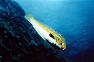 Donzella (Coris julis)