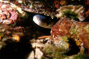 Grongo (Conger conger)