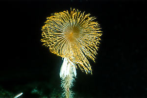 Spirografo (Sabella spallanzanii)