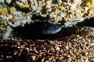 Musdea bianca (Phycis phycis)