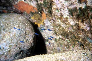 Castagnola (Chromis chromis)