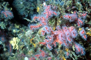 Corallo rosso (Corallium rubrum)