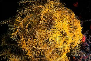 Crinoide Giallo (Comanthina schlegeli)