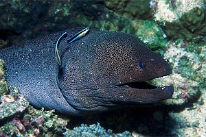 Murena gigante (Gymnothorax javanicus)