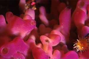 Spugna  viola (Oscarella lobularis)