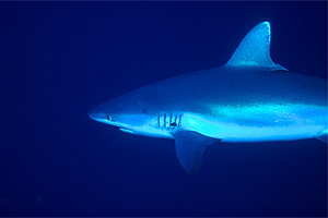 Squalo punte argentee (Carcharhinus albimarginatus)