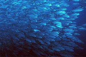 Carangide giallo (Carangoides fulvoguttatus)