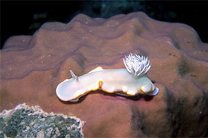 Ardeadoris (Ardeadoris egretta)