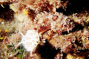 Scorfanotto (Scorpaena notata)