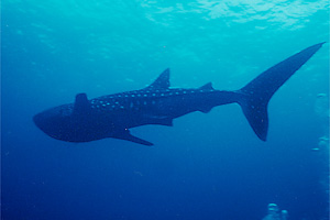 Squalo balena (Rhincodon typus)