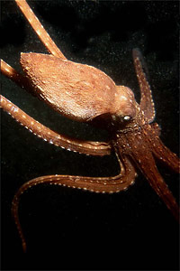 Polpessa (Octopus macropus)