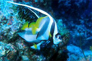 Pesce farfalla dal ciuffo (Heniochus diphreutes)