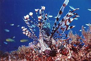Pesce cobra (Pterois miles)