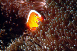 Pesce pagliaccio arancione (Amphiprion sandaracinos)