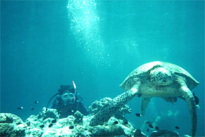 Tartaruga (Eretmochelys imbricata)