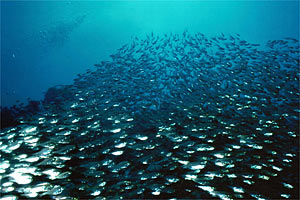 Pesce vetro (Parapriacanthus ransonneti)