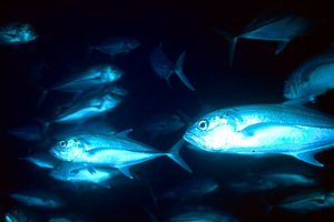 Carangide (Caranx sexfasciatus)