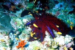 Stella corona di spine (Acanthaster planci)