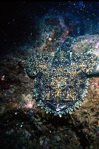 Rana pescatrice (Lophius piscatorius)