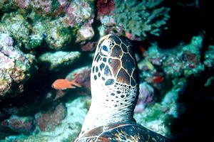 Tartaruga verde (Chelonia mydas)