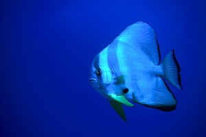 Pesce pipistrello pinna lunga (Platax teira)