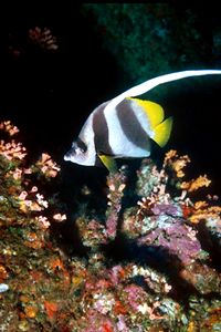 Pesce farfalla dal ciuffo (Heniochus diphreutes)