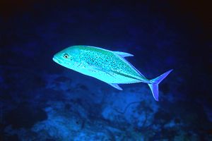 Carangide (Caranx melampygus)