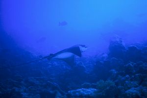 Aquila di mare (Aetobatus narinari)