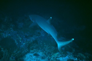 Squalo pinna bianca (Triaenodon obesus)