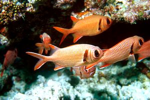 Pesce soldato (Myripristis murdjan)