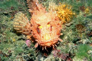 Scorfano rosso (Scorpaena scrofa)