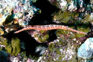 Pesce pipa (Doryrhamphus melanopleura)
