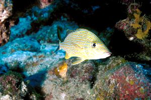 Emulide (Haemulon sciurus)