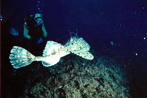 Rana pescatrice (Lophius piscatorius)