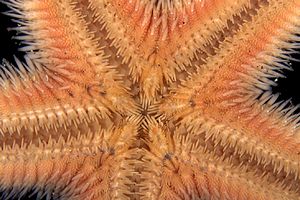 Stella pettine (Astropecten sp.)