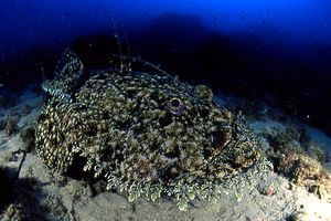 Rana pescatrice (Lophius piscatorius)