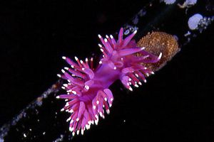 Flabellina pedata (Flabellina pedata)