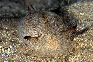 Pleurobranchea (Pleurobranchaea meckelii)