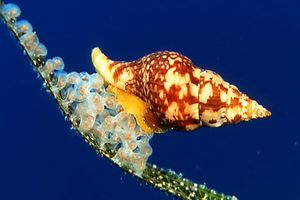 Buccino comune (Buccinulum corneum)