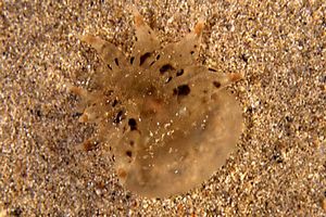 Fimbria (Tethys fimbria)
