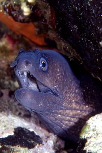 Murena (Muraena helena)